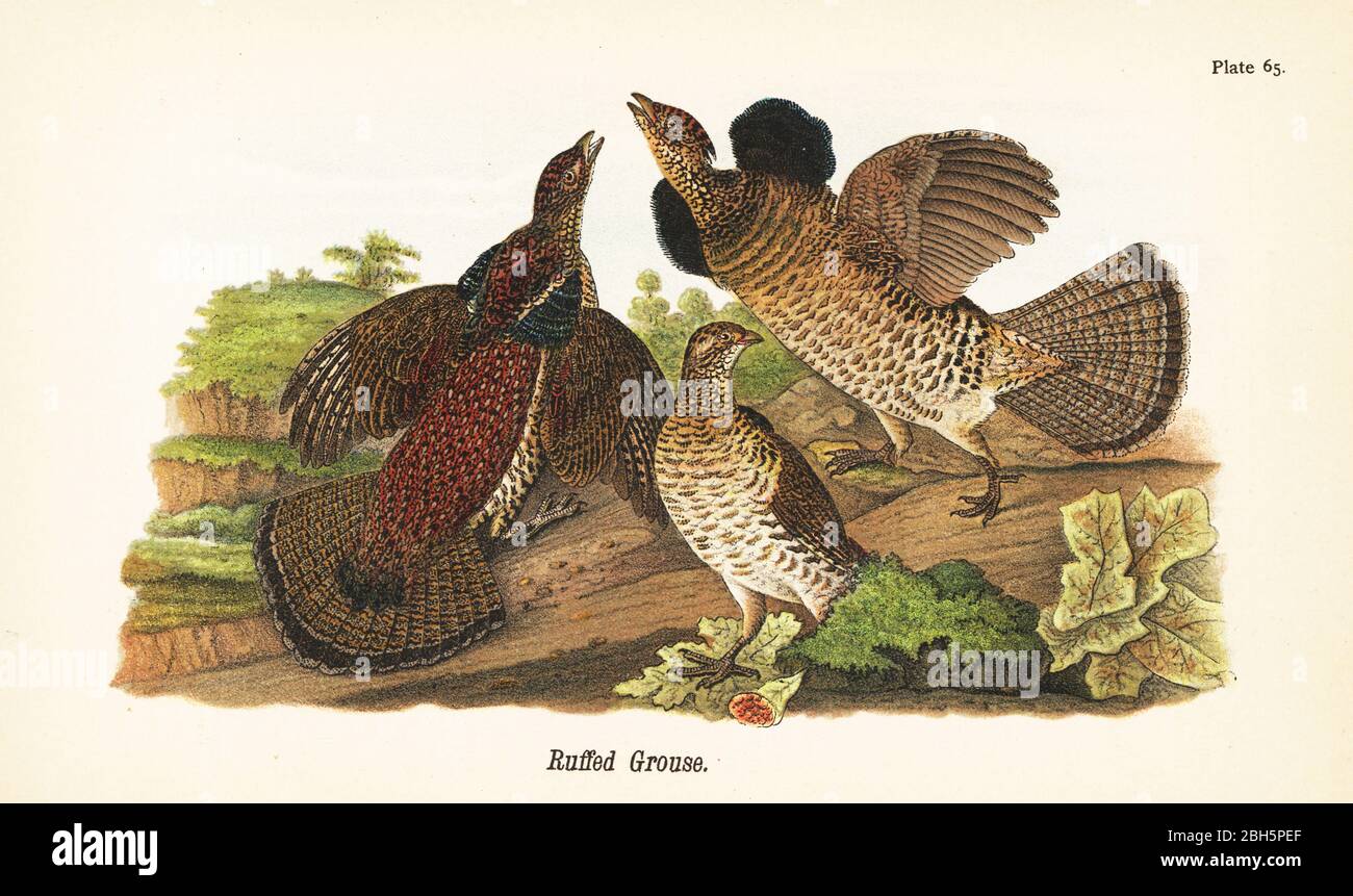 Ruffußhuhn, Bonasa umbellus. Chromolithographie nach einer ornithologischen Illustration von John James Audubon aus Benjamin Harry Warren’s Report on the Birds of Pennsylvania, E.K. Mayers, Harrisburg, 1890. Stockfoto