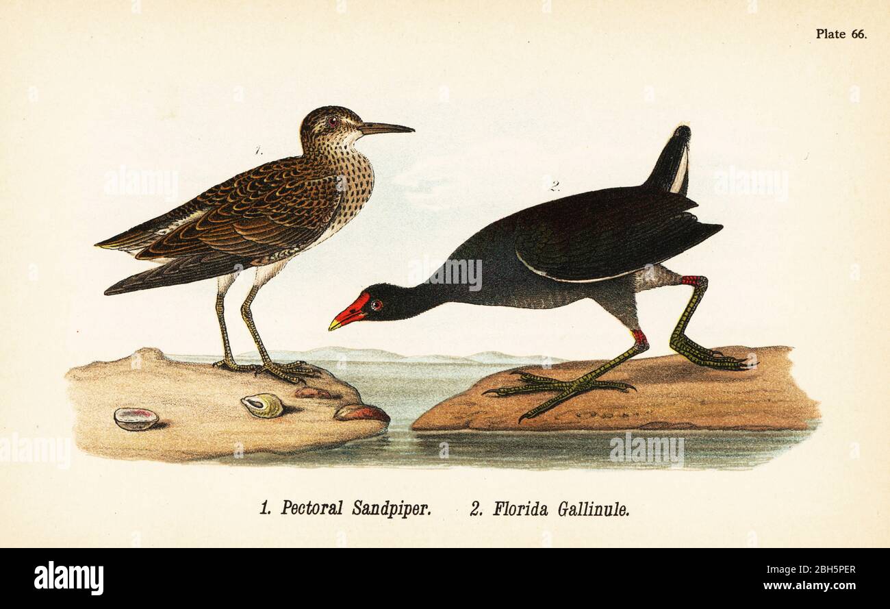 Brustpeißläufer, Calidris melanotos 1 und Gallinule, Gallinula galeata 2. Chromolithographie nach einer ornithologischen Illustration von John James Audubon aus Benjamin Harry Warren’s Report on the Birds of Pennsylvania, E.K. Mayers, Harrisburg, 1890. Stockfoto