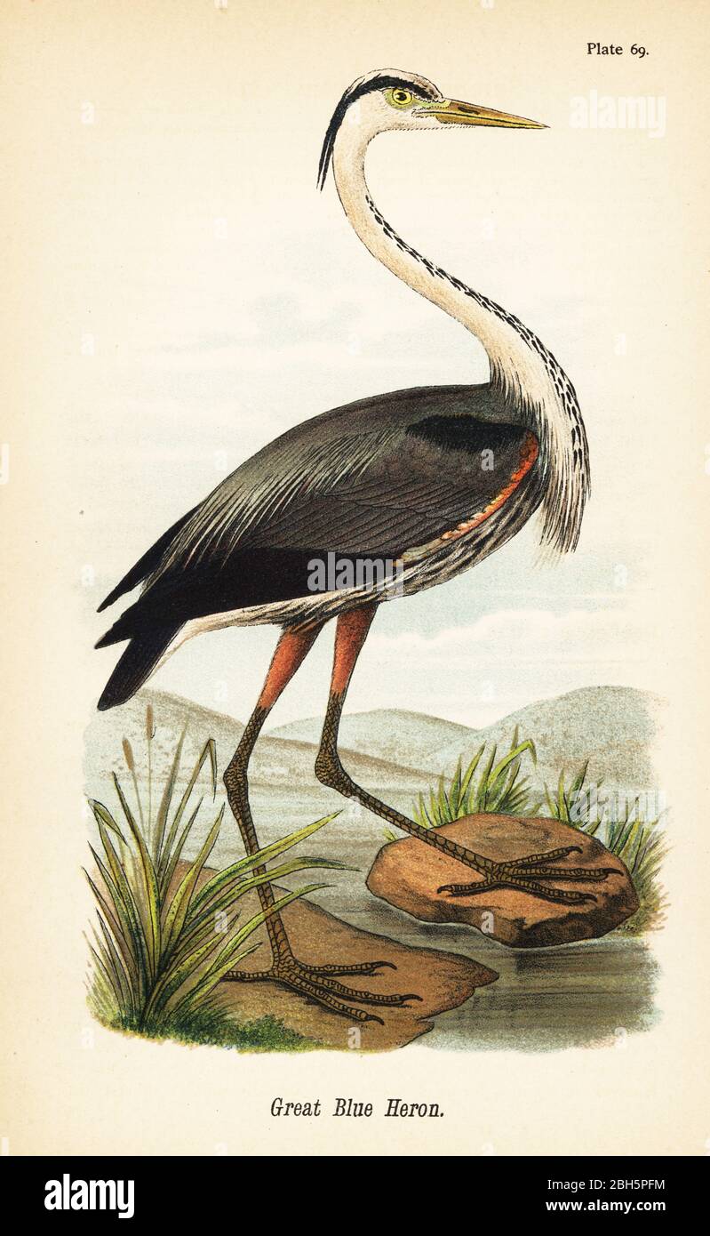 Großer Blaureiher, Ardea herodias. Chromolithographie nach einer ornithologischen Illustration von John James Audubon aus Benjamin Harry Warren’s Report on the Birds of Pennsylvania, E.K. Mayers, Harrisburg, 1890. Stockfoto