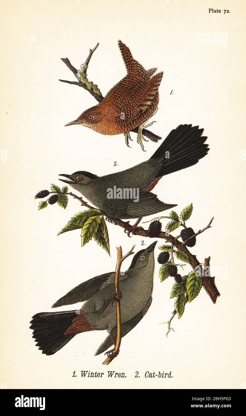 Winterwren, Troglodytes hiemalis 1 und grauer Welse, Dumetella carolinensis Katzenvogel 2. Chromolithographie nach einer ornithologischen Illustration von John James Audubon aus Benjamin Harry Warren’s Report on the Birds of Pennsylvania, E.K. Mayers, Harrisburg, 1890. Stockfoto