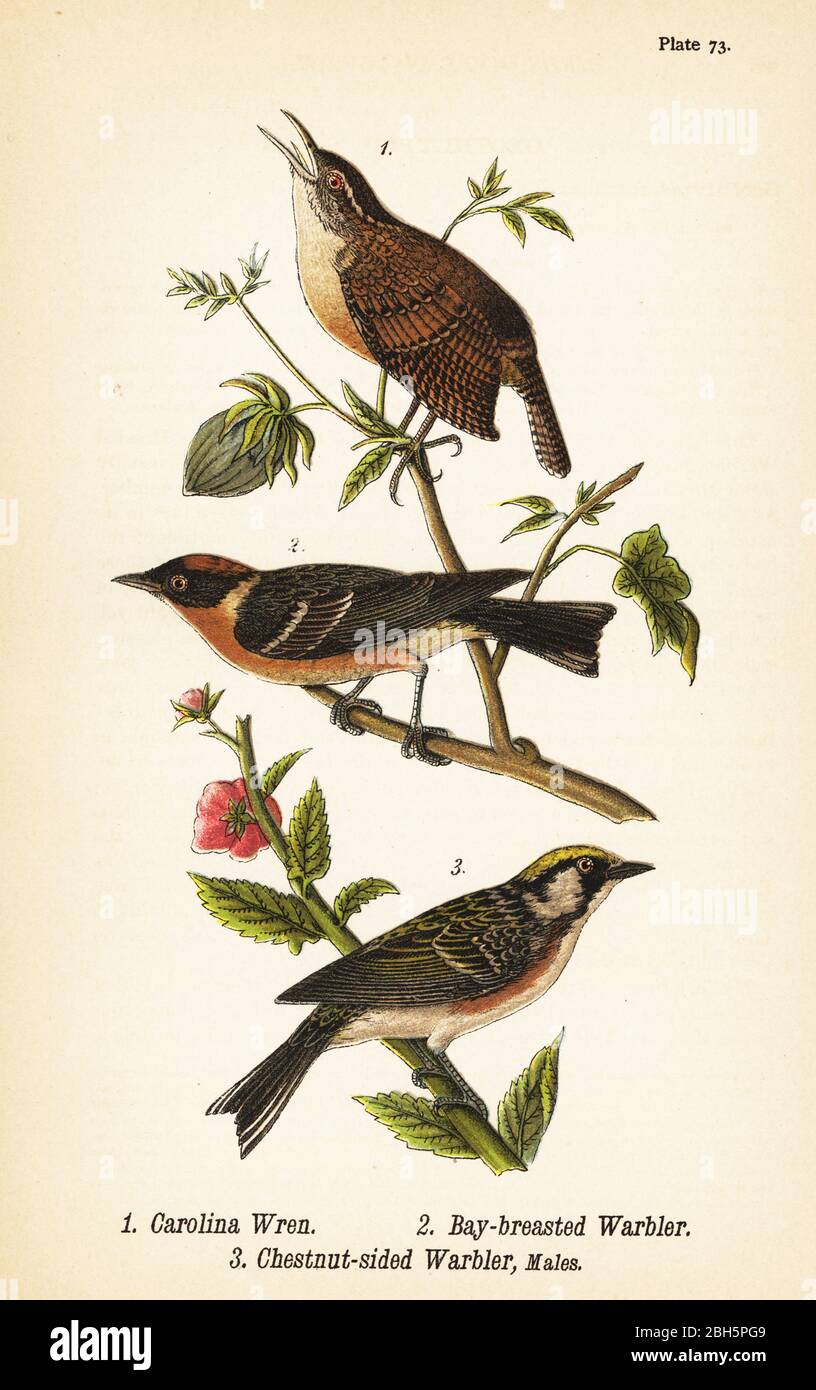 Carolina wren, Thryothorus ludovicianus 1, Lorbeer-Waldsänger, Setophaga castanea 2, Kastaniensänger, Setophaga pensylvanica 3. Chromolithographie nach einer ornithologischen Illustration von John James Audubon aus Benjamin Harry Warren’s Report on the Birds of Pennsylvania, E.K. Mayers, Harrisburg, 1890. Stockfoto
