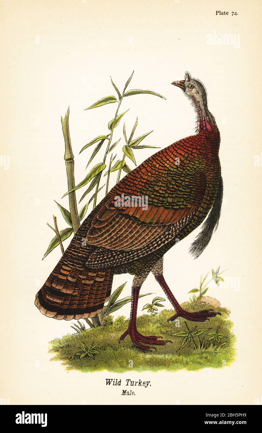 Wilde türkei, Meleagris galopavo, männlich. Chromolithographie nach einer ornithologischen Illustration von John James Audubon aus Benjamin Harry Warren’s Report on the Birds of Pennsylvania, E.K. Mayers, Harrisburg, 1890. Stockfoto