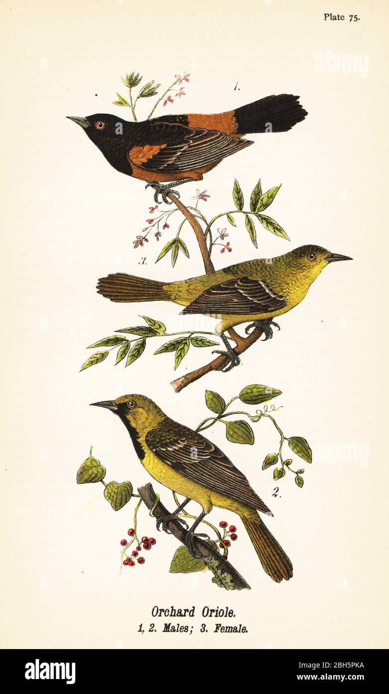 Obstgarten Oriole, Icterus spurius, Männchen 1,2, und Weibchen 3. Chromolithographie nach einer ornithologischen Illustration von John James Audubon aus Benjamin Harry Warren’s Report on the Birds of Pennsylvania, E.K. Mayers, Harrisburg, 1890. Stockfoto