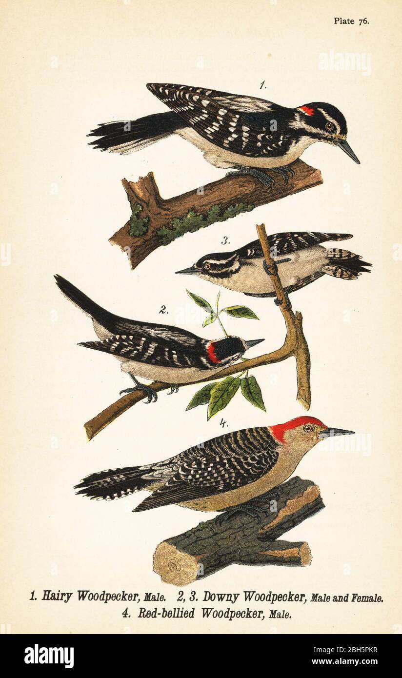 Haarspecht, Dryobates villosus, männlich 1, Flaumspecht, Dryobates pubescens, männlich 2 und weiblich 3, und Rotbauchspecht, Melanerpes carolinus, männlich 4. Chromolithographie nach einer ornithologischen Illustration von John James Audubon aus Benjamin Harry Warren’s Report on the Birds of Pennsylvania, E.K. Mayers, Harrisburg, 1890. Stockfoto