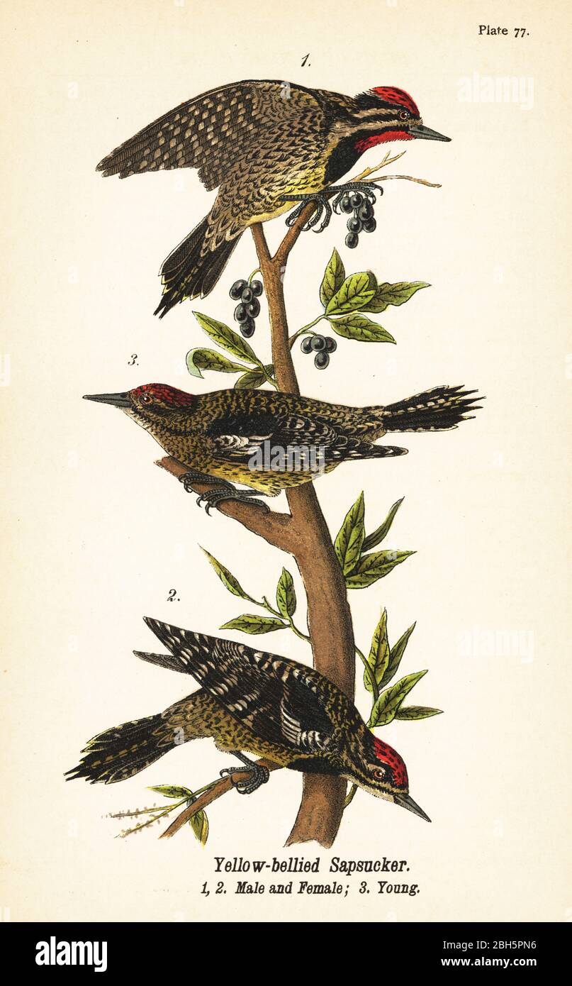 Gelbbauchsapsucker, Sphyrapicus varius, männlich 1, weiblich 2, und jung 3. Chromolithographie nach einer ornithologischen Illustration von John James Audubon aus Benjamin Harry Warren’s Report on the Birds of Pennsylvania, E.K. Mayers, Harrisburg, 1890. Stockfoto