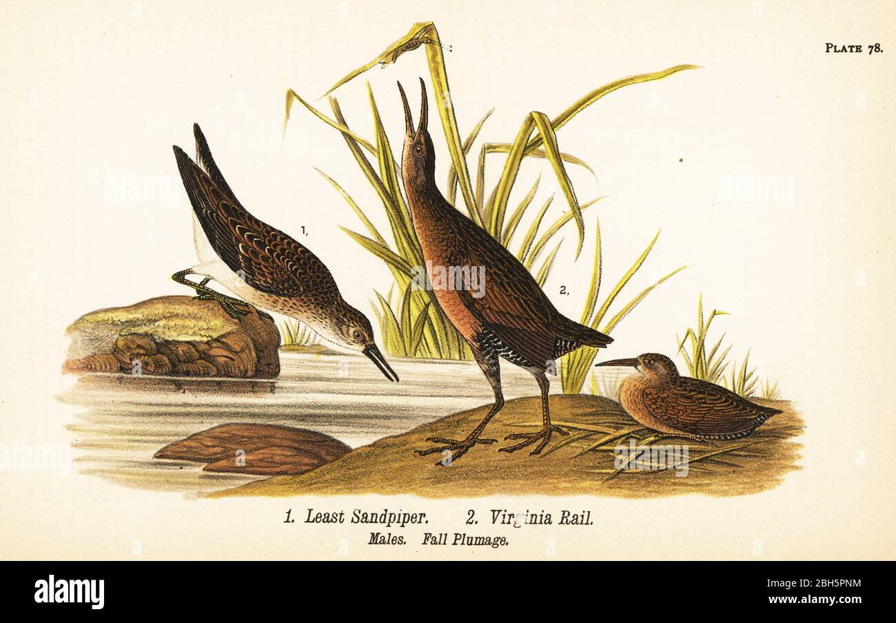 Der geringste Sandpiper, Calidris minutilla 1 und Virginia Rail, Rallye limicola 2. Männchen im Herbstgefieder. Chromolithographie nach einer ornithologischen Illustration von John James Audubon aus Benjamin Harry Warren’s Report on the Birds of Pennsylvania, E.K. Mayers, Harrisburg, 1890. Stockfoto