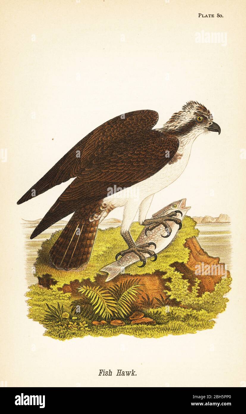 Fischhawk oder Fischadler, Pandion haliaetus. Chromolithographie nach einer ornithologischen Illustration von John James Audubon aus Benjamin Harry Warren’s Report on the Birds of Pennsylvania, E.K. Mayers, Harrisburg, 1890. Stockfoto