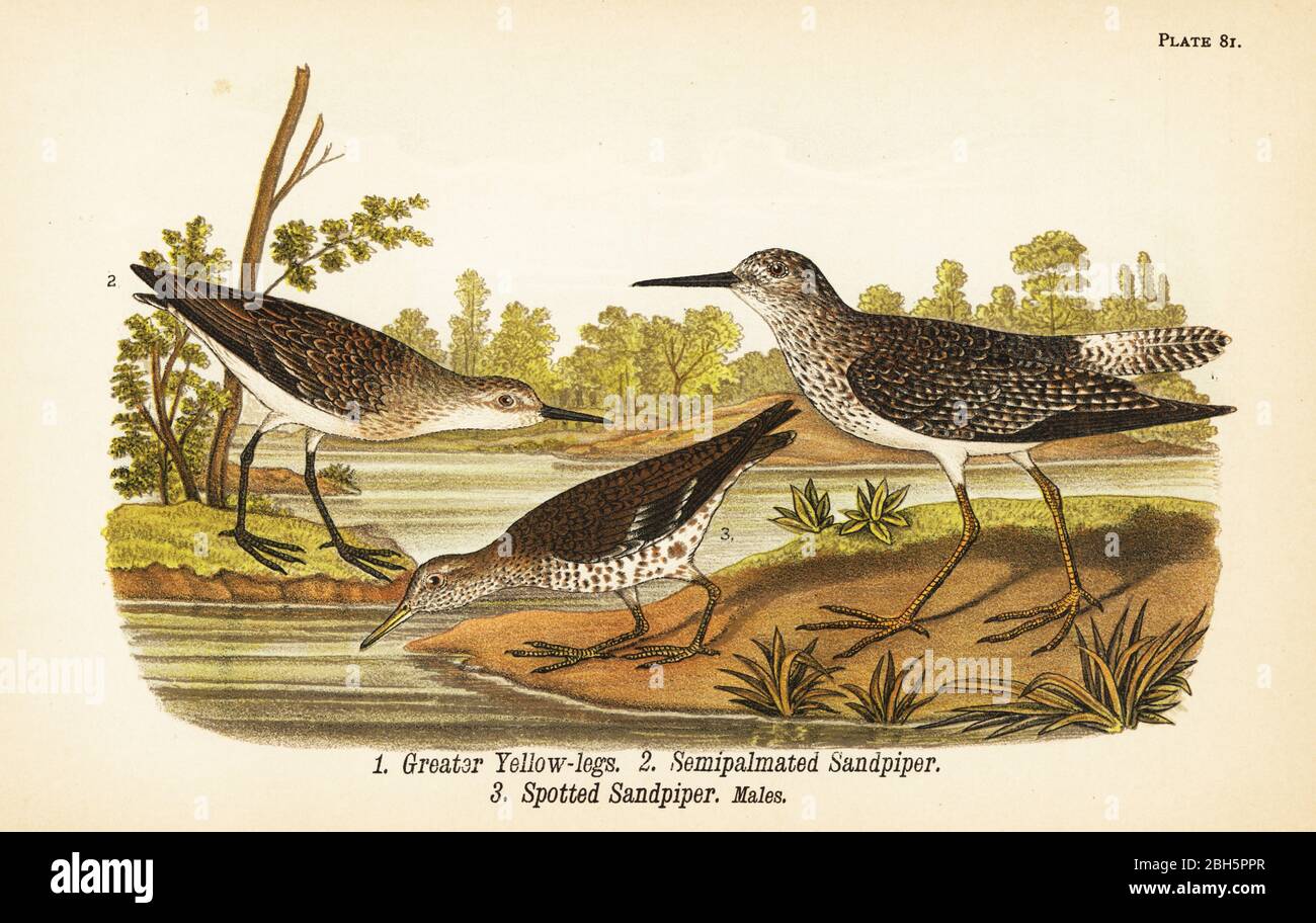 Gelbbeine, Tringa melanoleuca 1, halbgesandter Sandpiper, Calidris pusilla 2 und gepunkteter Sandpiper, Actitis macularius 3. Chromolithographie nach einer ornithologischen Illustration von John James Audubon aus Benjamin Harry Warren’s Report on the Birds of Pennsylvania, E.K. Mayers, Harrisburg, 1890. Stockfoto