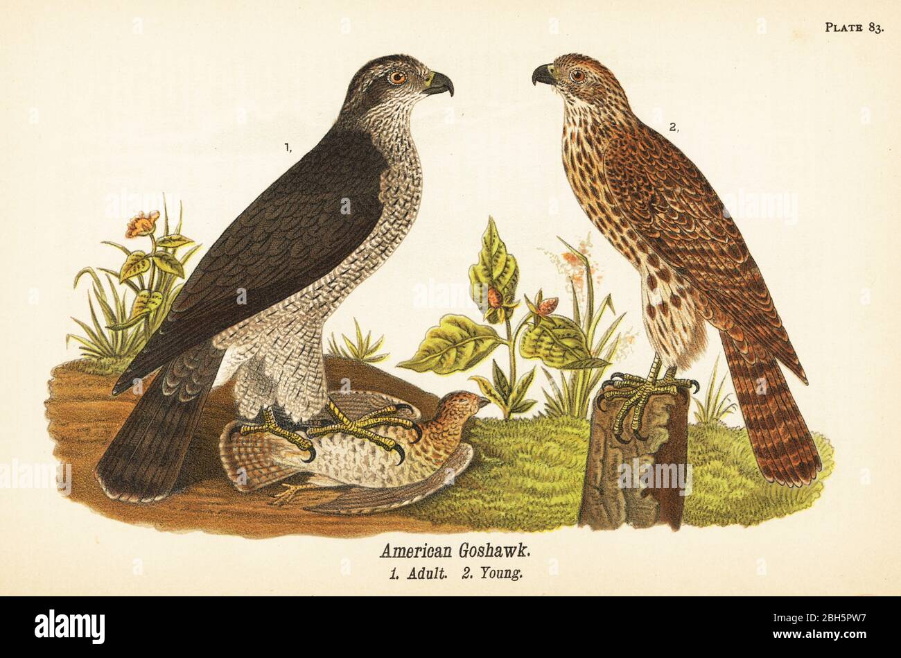 Nördlicher Habicht, Accipiter gentilis, amerikanischer Habicht, Erwachsene mit Beute 1, jung 2. Chromolithographie nach einer ornithologischen Illustration von John James Audubon aus Benjamin Harry Warren’s Report on the Birds of Pennsylvania, E.K. Mayers, Harrisburg, 1890. Stockfoto