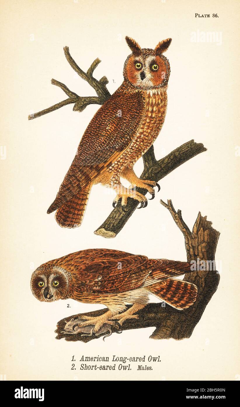 Amerikanische Langohreule, ASIO otus 1, und Kurzohreule mit Beute, ASIO flammeus 2, Männchen. Chromolithographie nach einer ornithologischen Illustration von John James Audubon aus Benjamin Harry Warren’s Report on the Birds of Pennsylvania, E.K. Mayers, Harrisburg, 1890. Stockfoto