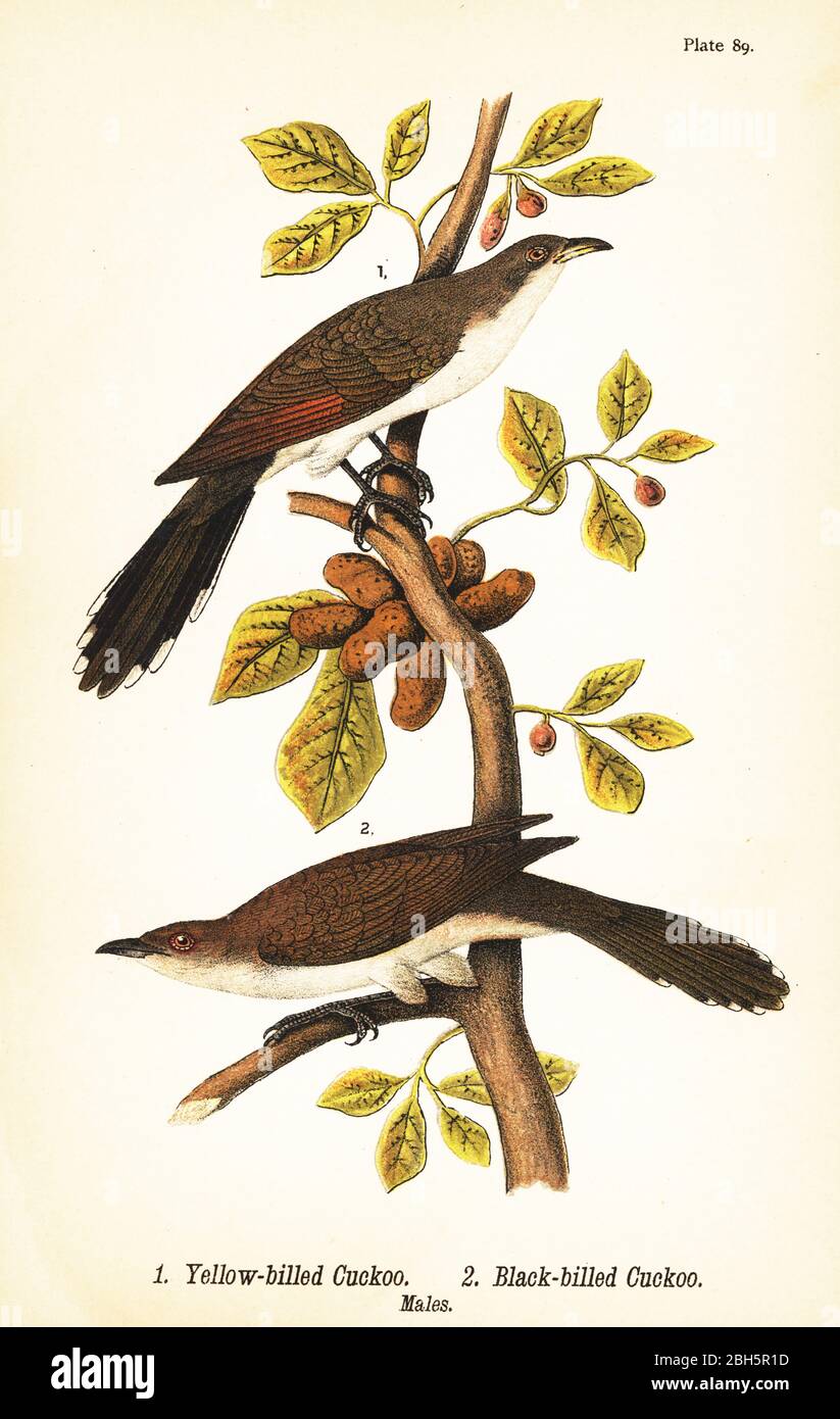 Gelbschnabelkuckuck, Coccyzus americanus 1 und Schwarzschnabelkuckuck, Coccyzus erythropthalmus 2, Männchen. Chromolithographie nach einer ornithologischen Illustration von John James Audubon aus Benjamin Harry Warren’s Report on the Birds of Pennsylvania, E.K. Mayers, Harrisburg, 1890. Stockfoto