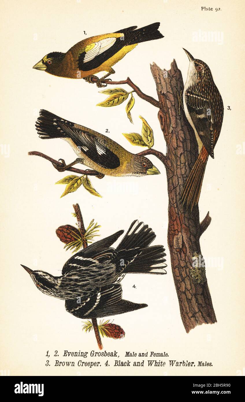 Evening grosbeak, Coccothraustes vespertinus 1,2, brauner Kriechgang, Certhia americana 3, und schwarz-weißer Waldsänger, Mniotilta varia 4. Chromolithographie nach einer ornithologischen Illustration von John James Audubon aus Benjamin Harry Warren’s Report on the Birds of Pennsylvania, E.K. Mayers, Harrisburg, 1890. Stockfoto