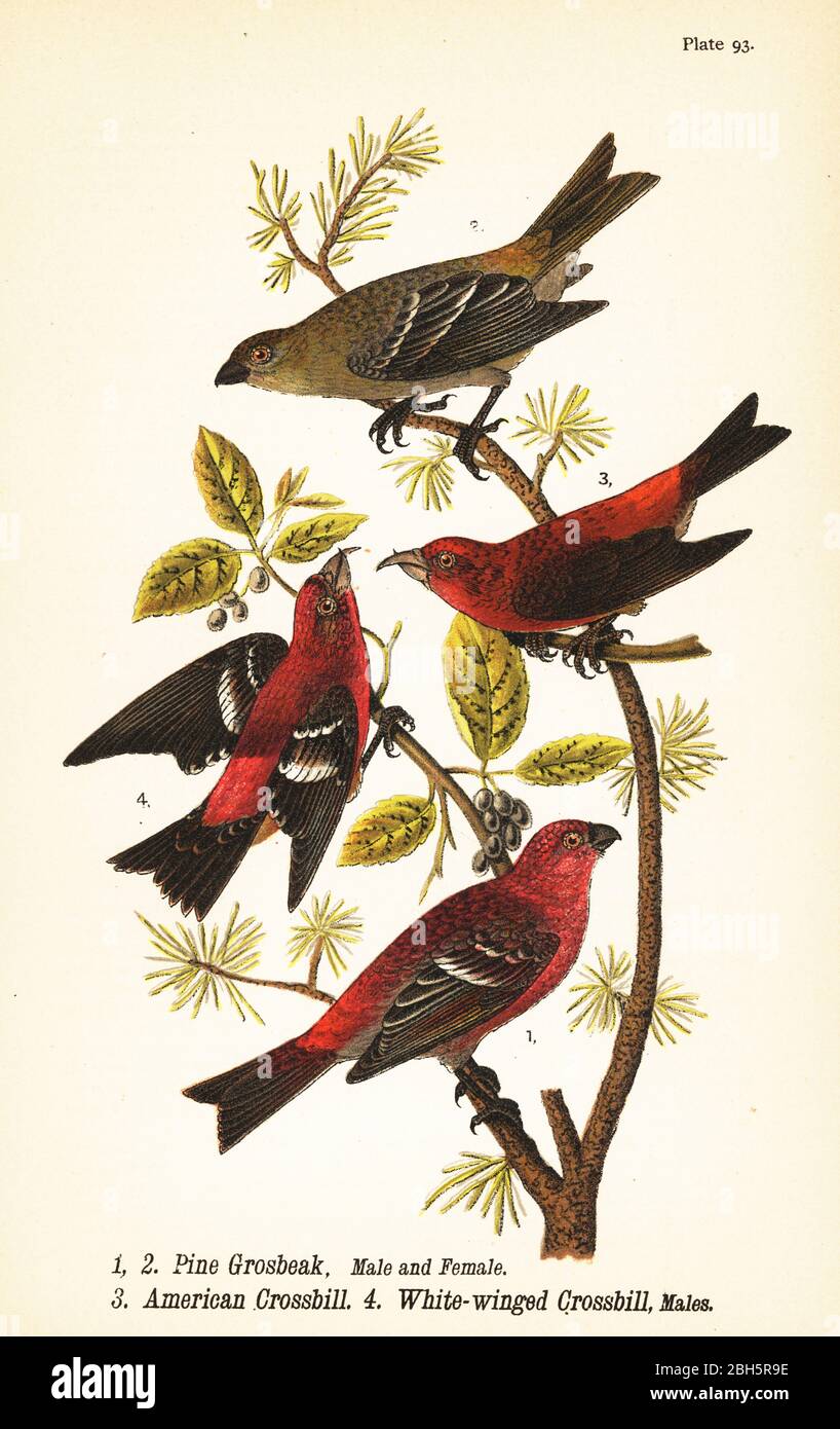 Pinien-Schnabel, Pinicola enucleator, männlich 1, weiblich 2, amerikanischer Kreuzschnabel oder roter Kreuzschnabel, Loxia curvirostra 3, weißflügeliger Kreuzschnabel, Loxia leucoptera 4, Männchen. Chromolithographie nach einer ornithologischen Illustration von John James Audubon aus Benjamin Harry Warren’s Report on the Birds of Pennsylvania, E.K. Mayers, Harrisburg, 1890. Stockfoto