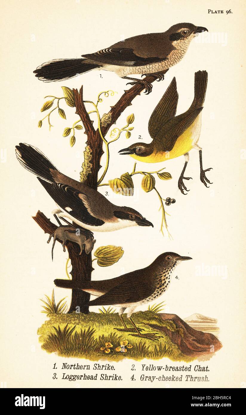 Nordwürger, Lanius borealis 1, Gelbbrustchat, Icteria virens 2, Loggerhead-Würger, Lanius ludovicianus.3 und Grauwängeldrossel, Catharus minimus 4. Chromolithographie nach einer ornithologischen Illustration von John James Audubon aus Benjamin Harry Warren’s Report on the Birds of Pennsylvania, E.K. Mayers, Harrisburg, 1890. Stockfoto