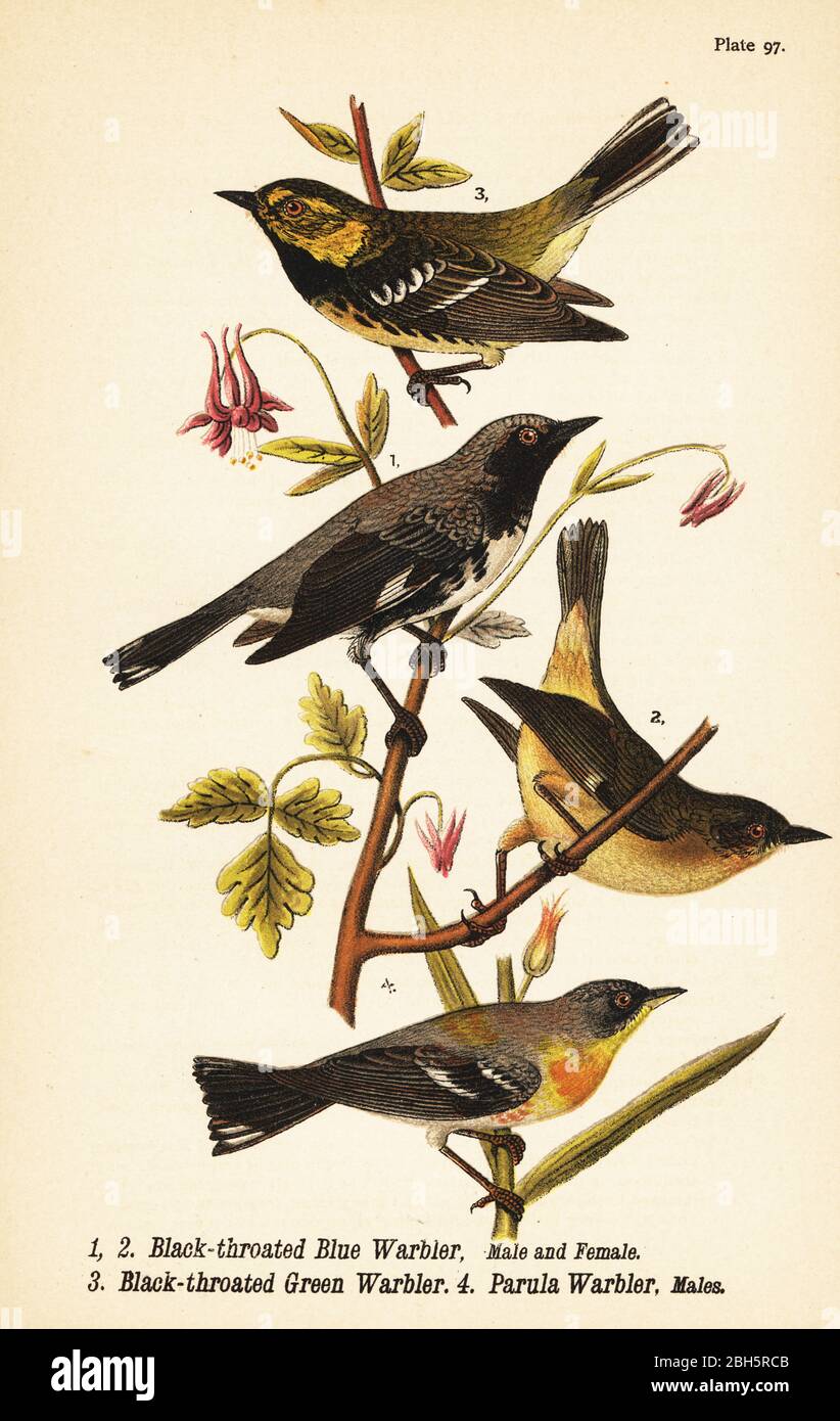 Schwarzkehliger Blaukehler, Setophaga caerulescens 1,2, Schwarzkehliger Grünkehler, Setophaga virens 3 und nördliche Parula, Setophaga americana 4. Chromolithographie nach einer ornithologischen Illustration von John James Audubon aus Benjamin Harry Warren’s Report on the Birds of Pennsylvania, E.K. Mayers, Harrisburg, 1890. Stockfoto
