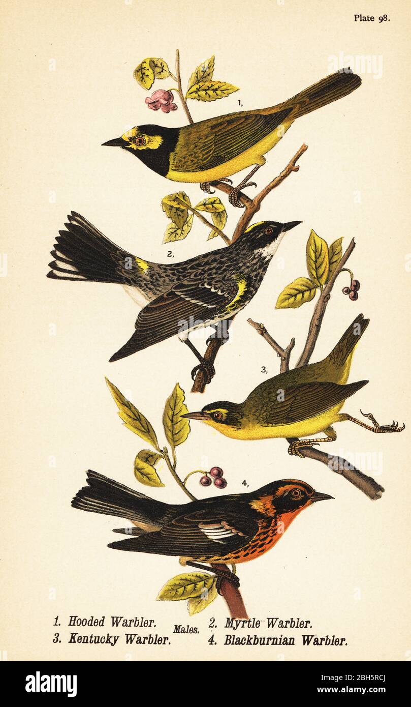 Kapuzenwaldsänger, Setophaga citrina 1, Gelbrumped-Warbler, Setophaga coronata 2, Kentucky-Warbler, Geothlypis formosa 3 und Blackburnian-Warbler, Setophaga fusca 4. Chromolithographie nach einer ornithologischen Illustration von John James Audubon aus Benjamin Harry Warren’s Report on the Birds of Pennsylvania, E.K. Mayers, Harrisburg, 1890. Stockfoto