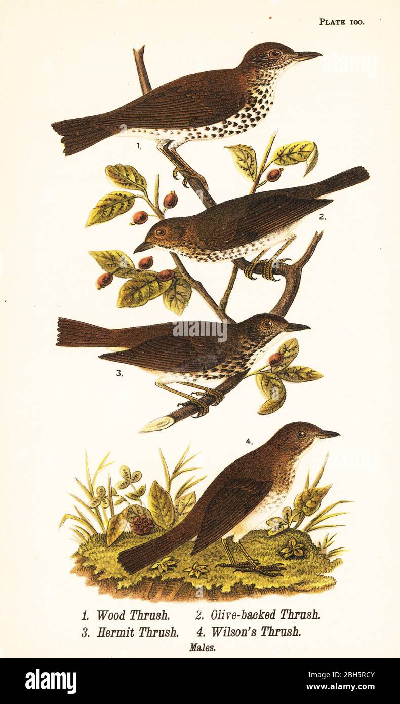 Holzdrossel, Hylocichia mustelina 1, Swainson-Drossel, Catharus ustulatus 2, olivgespannte Drossel oder Einsiedlerdrossel, Catharus guttatus 3 und Tawnydrossel oder Wilsons Drossel, Catharus fuscescens 4. Chromolithographie nach einer ornithologischen Illustration von John James Audubon aus Benjamin Harry Warren’s Report on the Birds of Pennsylvania, E.K. Mayers, Harrisburg, 1890. Stockfoto