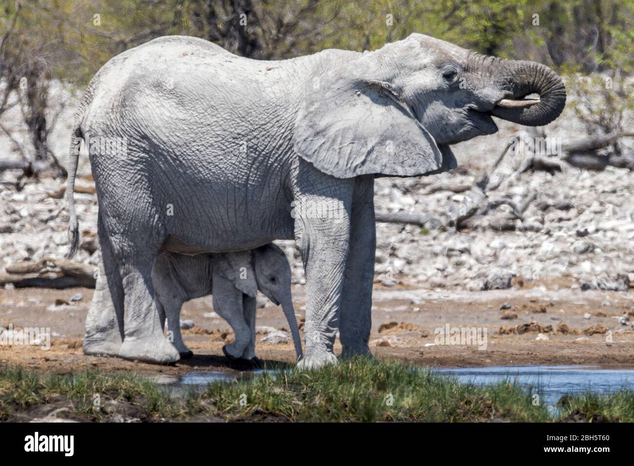 Stier 'Ghost' Elefant, durch die weiße Erde des Etosha National