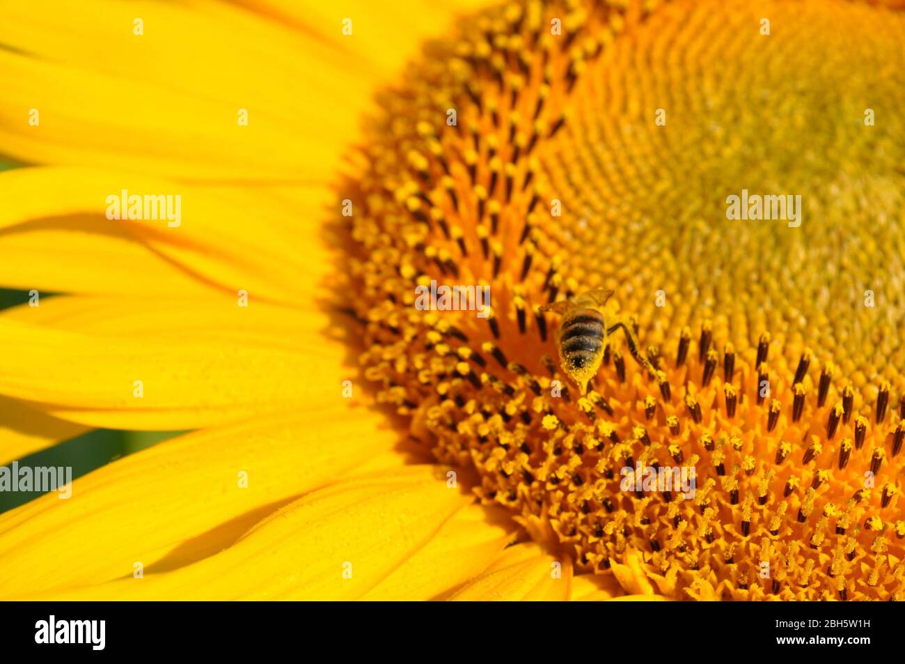 Helianthus annuus blüht an grünen Stielen mit großen frischen Blättern. Ukrainische ländliche Landschaft. Landwirtschaftliches Feld von Annuus Helianthus Sonnenblumen, die U Stockfoto