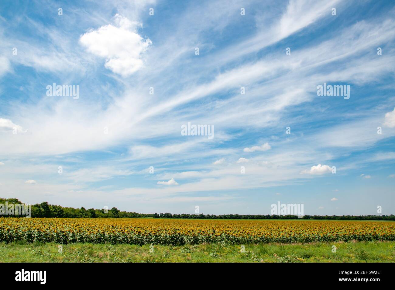 Helianthus annuus blüht an grünen Stielen mit großen frischen Blättern. Ukrainische ländliche Landschaft. Landwirtschaftliches Feld von Annuus Helianthus Sonnenblumen, die U Stockfoto