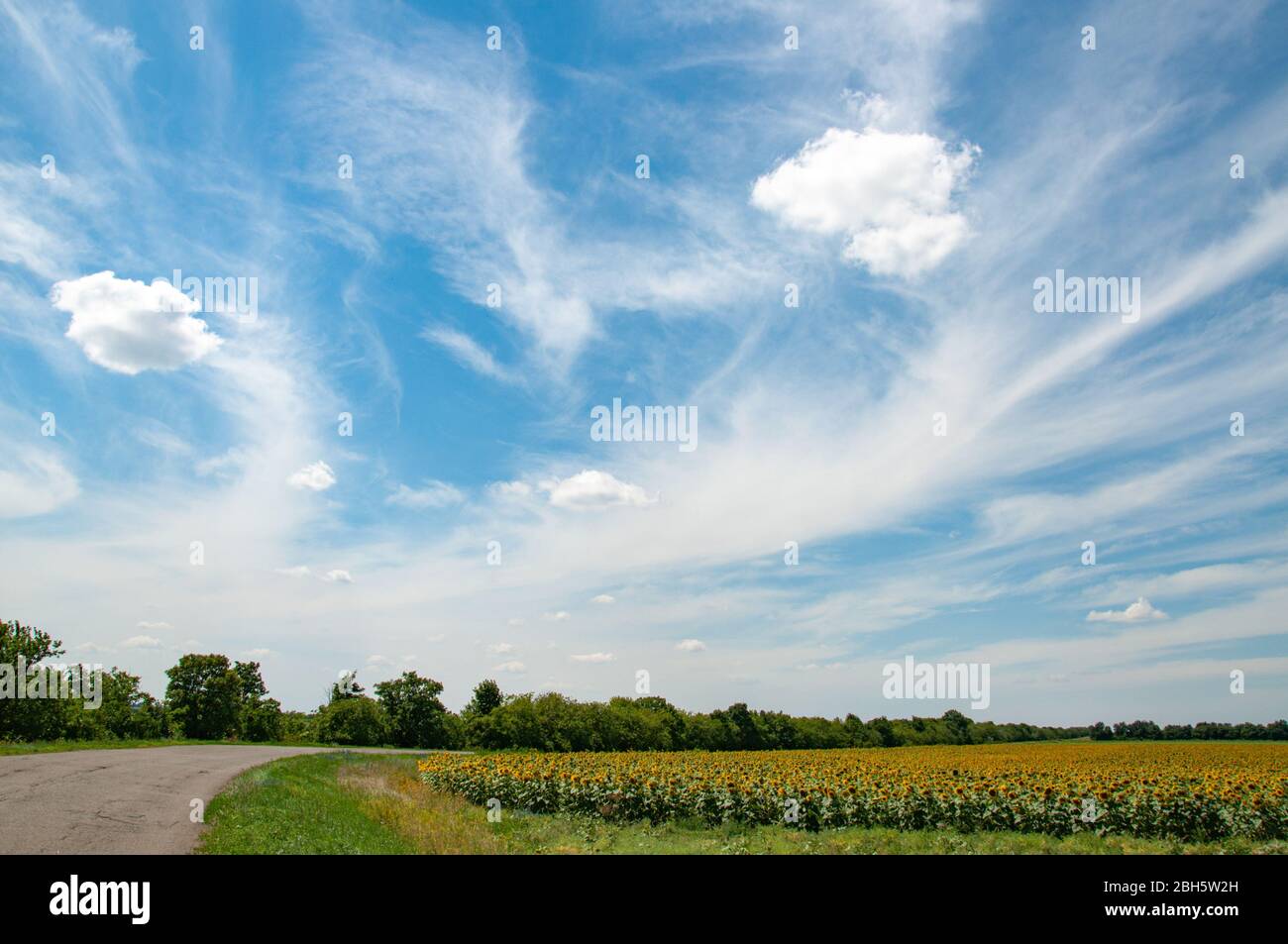 Helianthus annuus blüht an grünen Stielen mit großen frischen Blättern. Ukrainische ländliche Landschaft. Landwirtschaftliches Feld von Annuus Helianthus Sonnenblumen, die U Stockfoto
