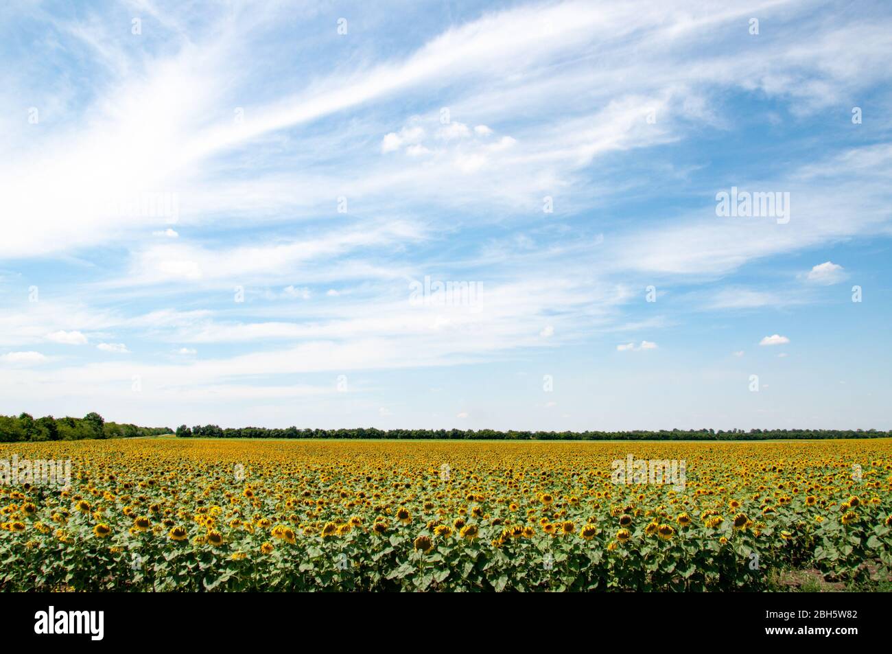 Helianthus annuus blüht an grünen Stielen mit großen frischen Blättern. Ukrainische ländliche Landschaft. Landwirtschaftliches Feld von Annuus Helianthus Sonnenblumen, die U Stockfoto