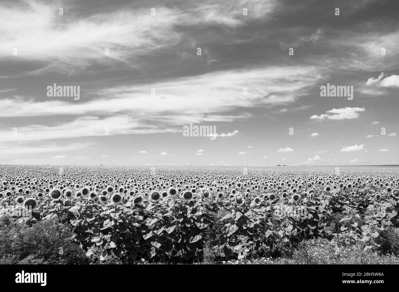 Schwarz-Weiß-Foto von Helianthus annuus blüht. Ukrainische ländliche Landschaft. Landwirtschaftliches Feld von Annuus Helianthus Sonnenblumen, die als roh zu verwenden Stockfoto