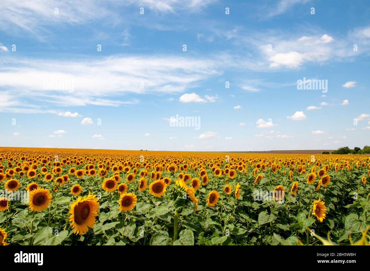 Schönheit der Sommer Natur in der Landschaft der Ukraine. Ökologischer Landbau. Sommer ländliche Landschaft der Landschaft in der Ukraine. Panoramablick auf das malerische La Stockfoto