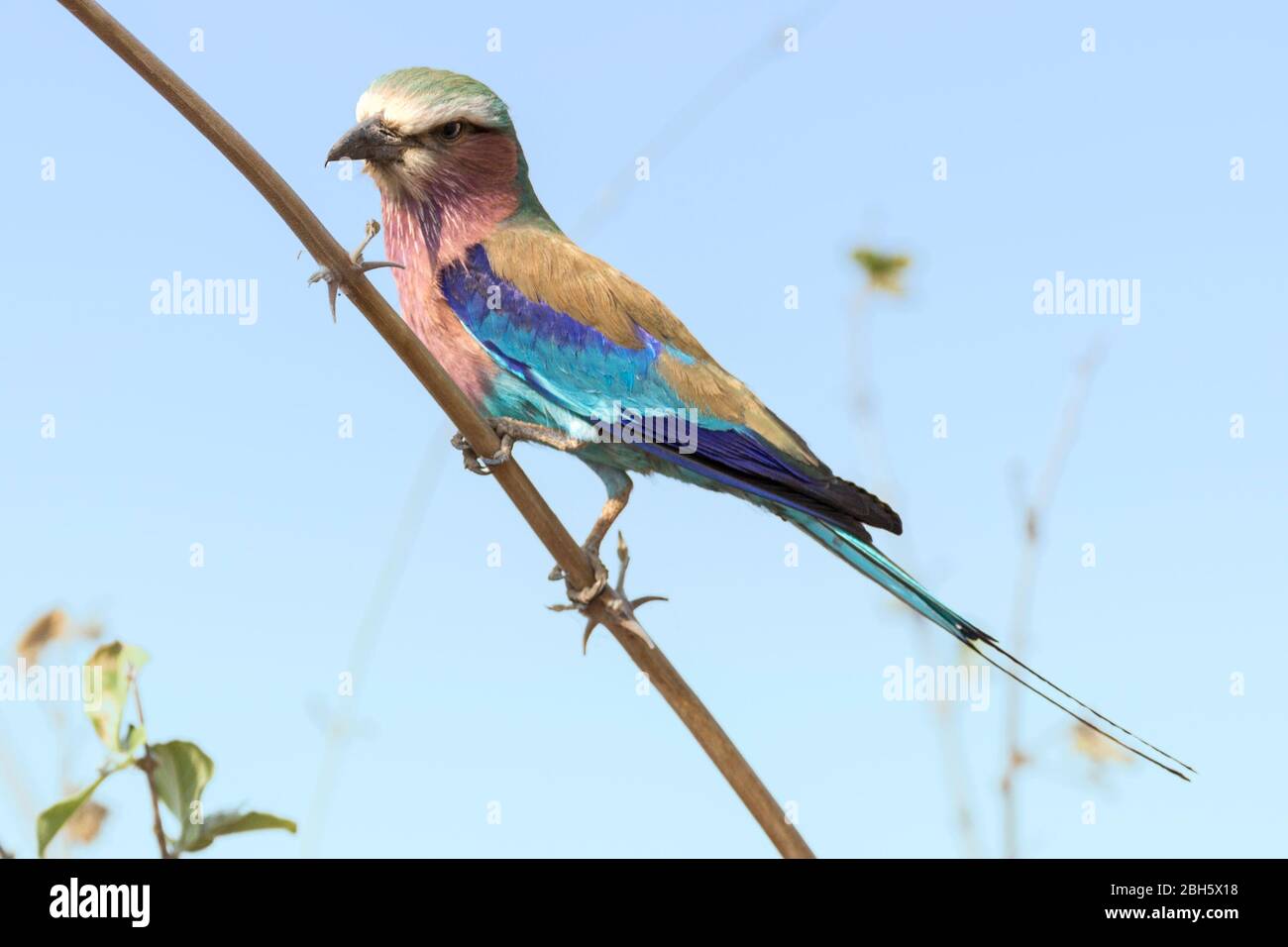 Liliacer-Reiher, Coracias caudatus, während der Jagd thront, Buffalo Game Park aka Bwabwata National Park, Caprivi Strip, Namibia, Afrika Stockfoto