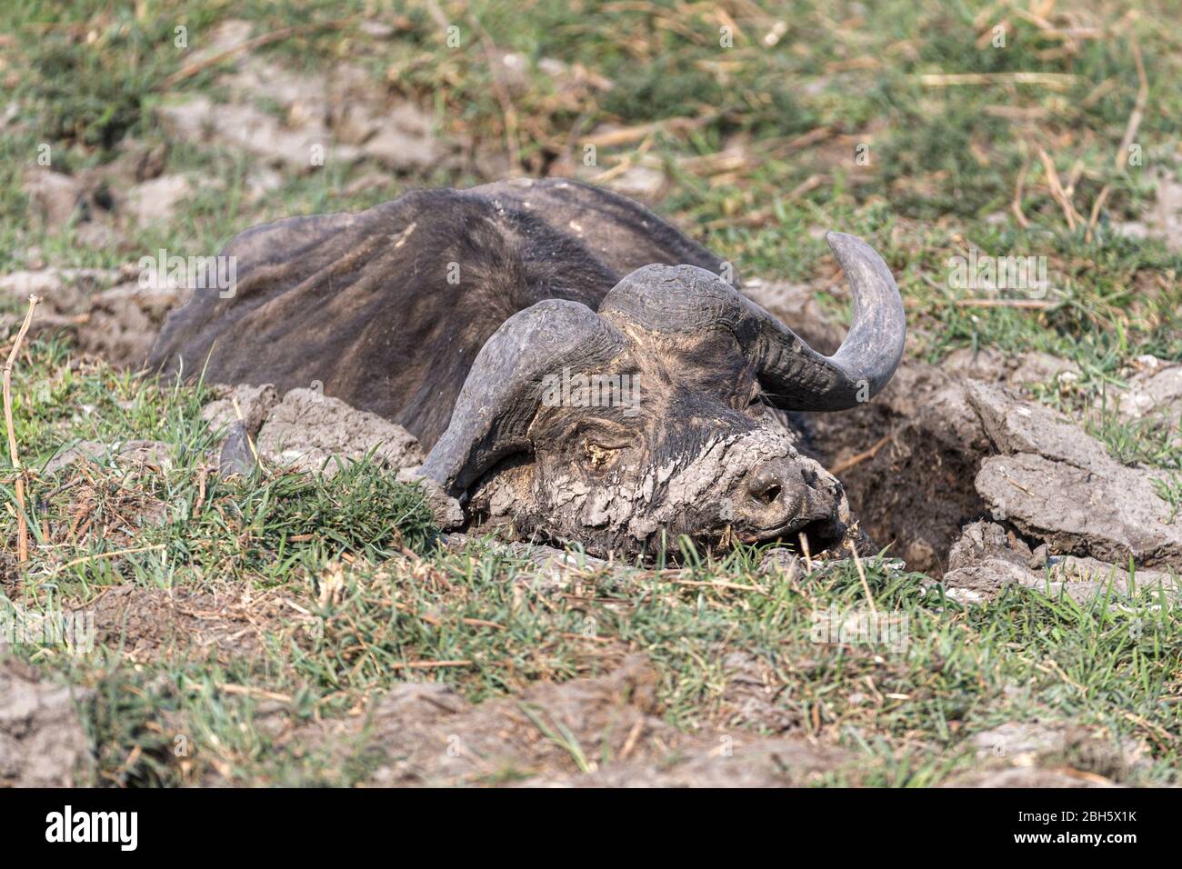Dead Cape Buffalo Nachdem er im Schlamm stecken geblieben ist, Buffalo Game Park aka Bwabwata National Park, Caprivi Strip, Namibia, Afrika Stockfoto