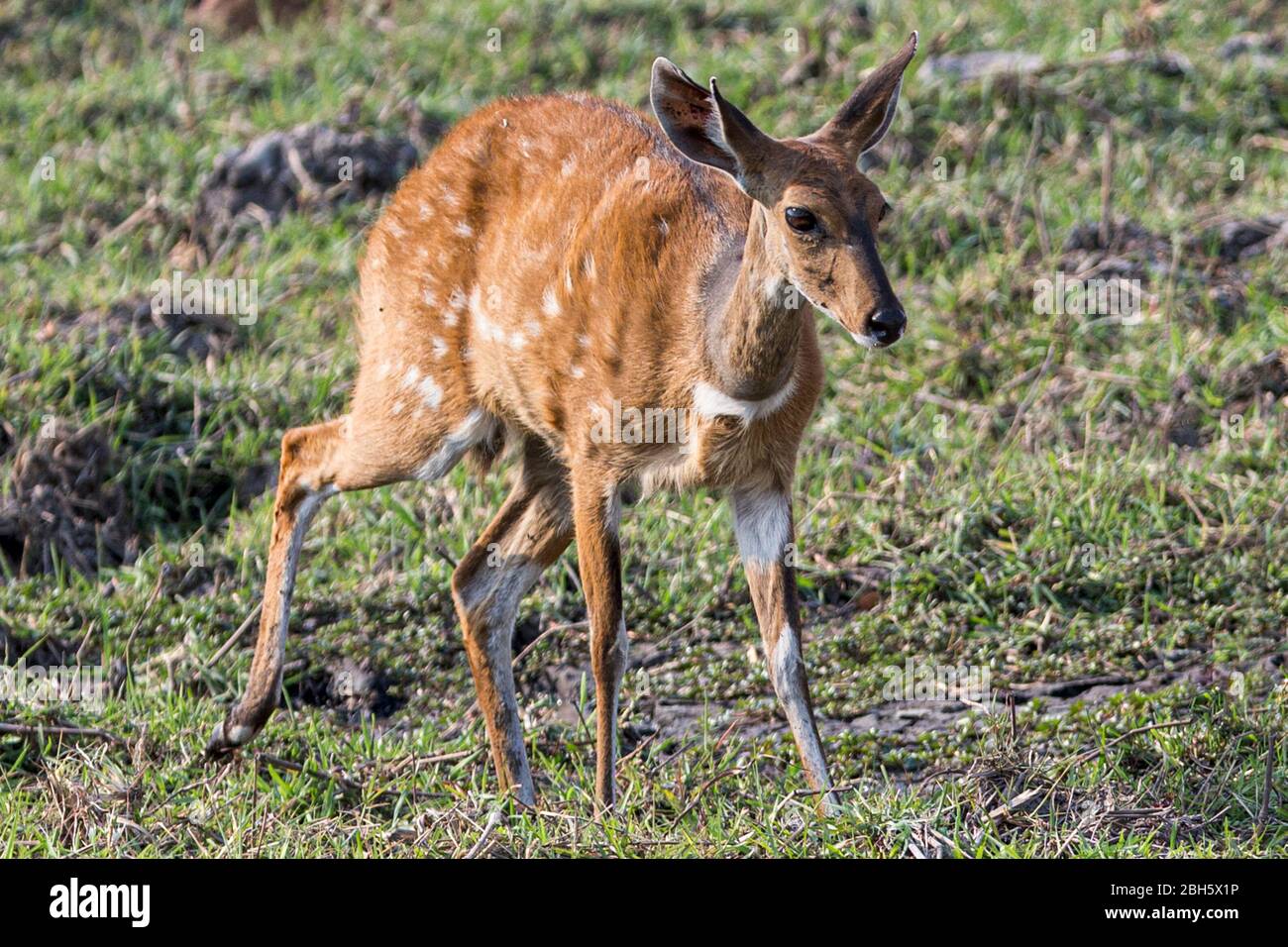 Buschbuck, Buffalo Game Park aka Bwabwata National Park, Caprivi Strip, Namibia, Afrika Stockfoto