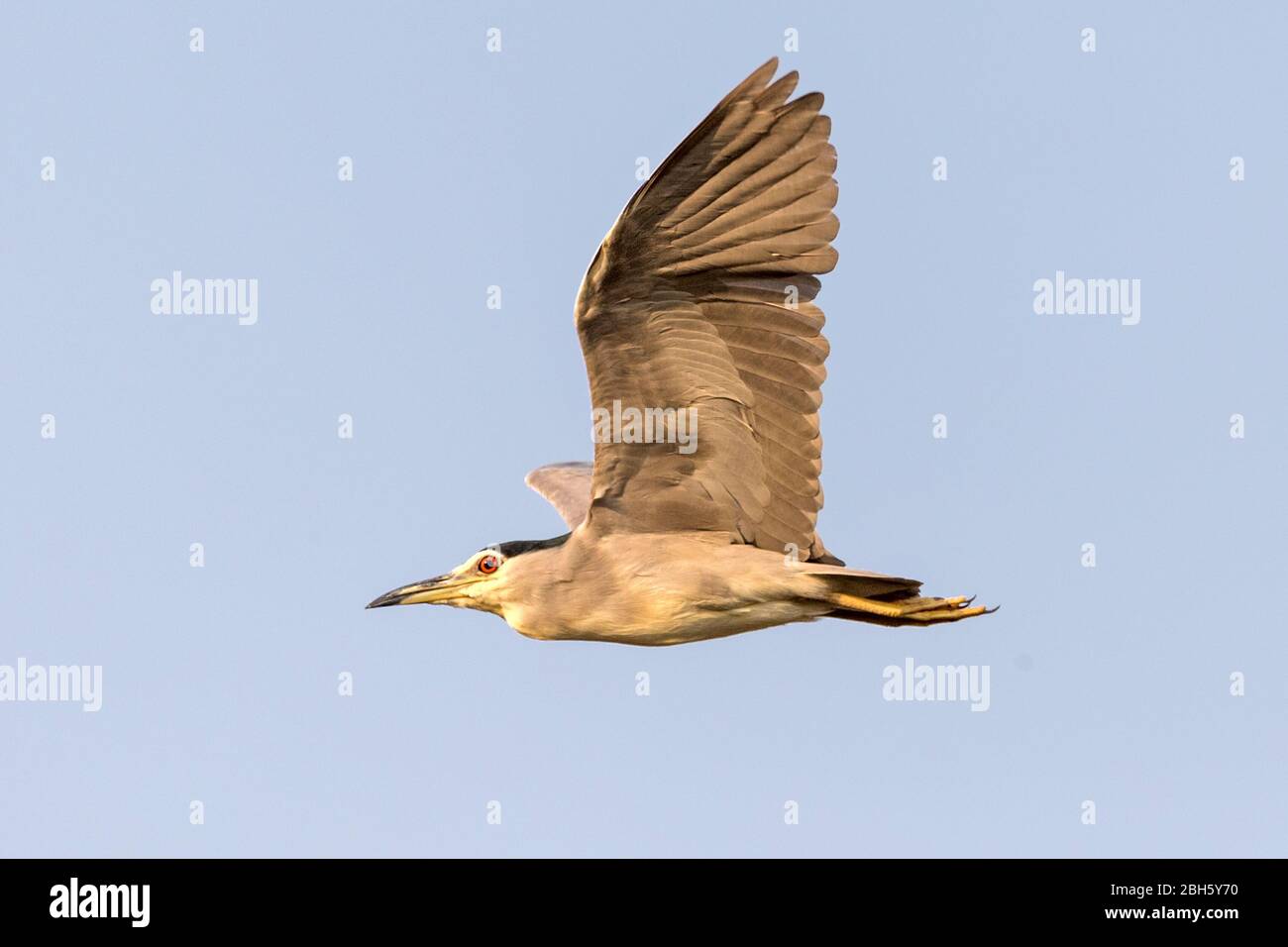 Nachtreiher mit schwarzen Kappen, Nycticorax nycticorax, Abenddämmerung, Nkasa Rupara (Mamili) Nationalpark, Caprivi Strip, Namibia, Afrika Stockfoto