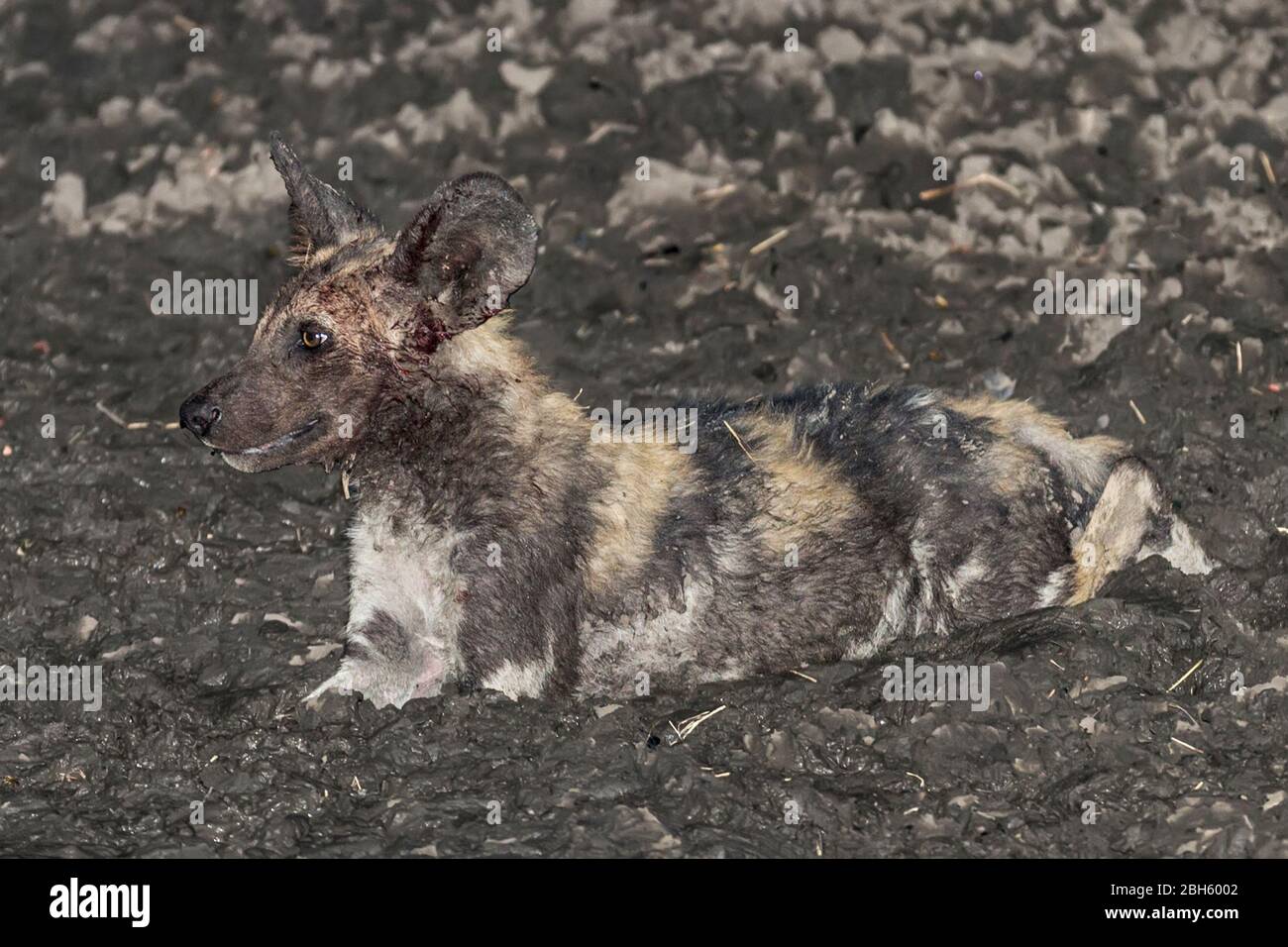 Abkühlung im Schlamm Nachdem gerade von einem frischen Kill gegessen, Blut spritzte Afrika Wild aka Painted Dogs, durch Wasserloch, Nanzhila Plains, Kafue National P Stockfoto