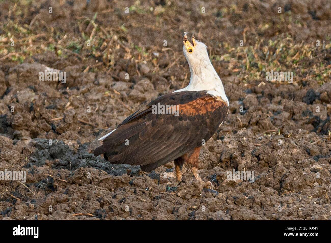 African Fish Eagle, Haliaeetus vocifer, im Trockentool, Erwachsene