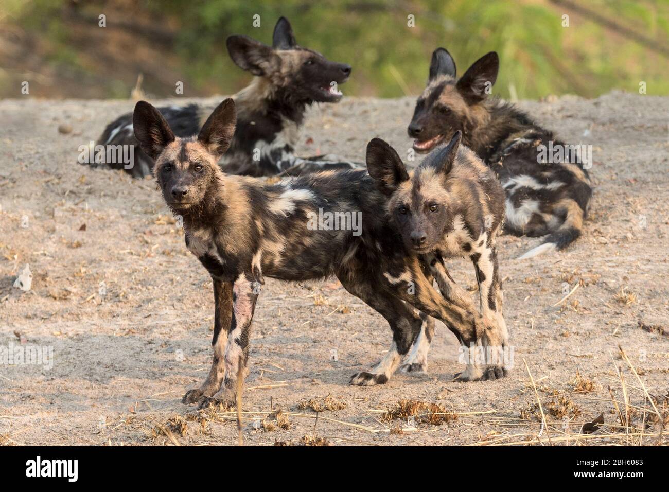 African Wild Dogs aka Painted Dogs, Pops, Nanzhila Plains, Kafue National Park, Sambia, Afrika Stockfoto