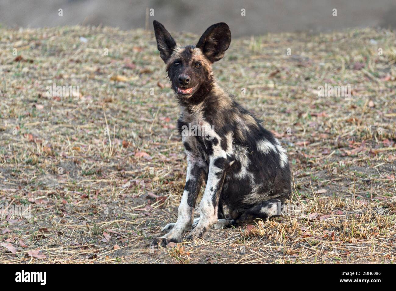 African Wild Dogs aka Painted Dogs, Dusk, Welpe, Nanzhila Plains, Kafue National Park, Sambia, Afrika Stockfoto