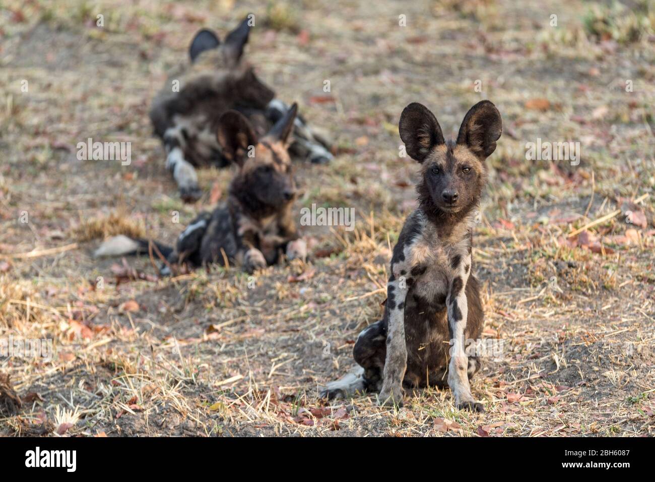 African Wild Dogs aka Painted Dogs, Dusk, Welpe, Nanzhila Plains, Kafue National Park, Sambia, Afrika Stockfoto