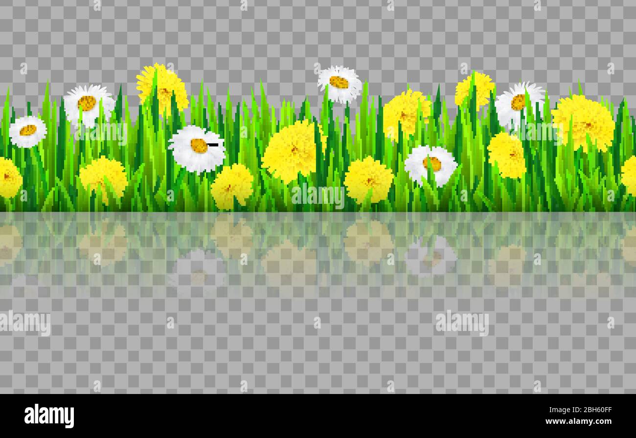 Nahtlose Grasgrenze mit Blumen Kamille und Löwenzahn. Vektorgrafik Stock Vektor