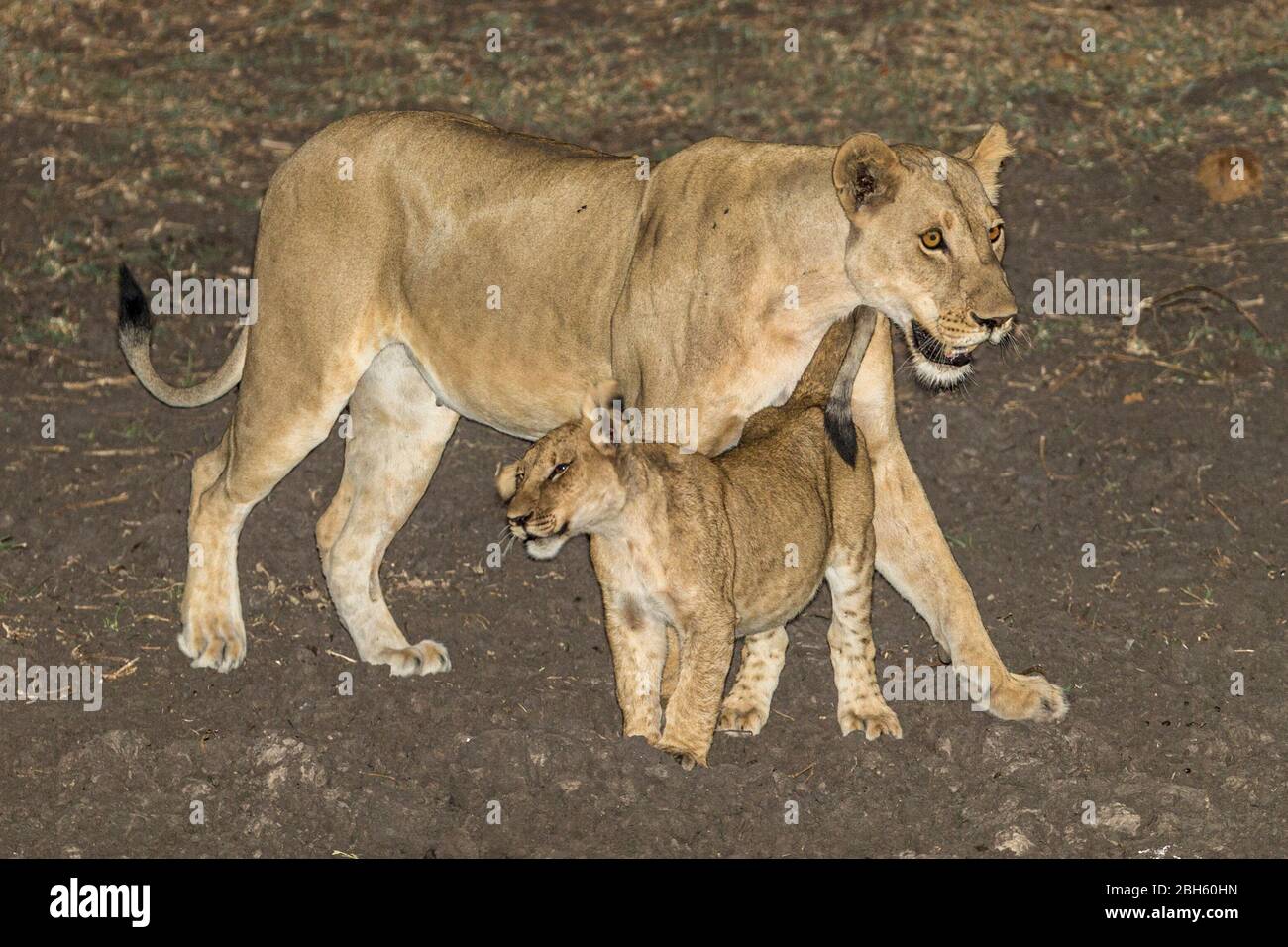 Löwin mit ihrem Jungen in der Dämmerung, trockenes Flussbett, Nanzhila Plains, Kafue National Park, Sambia, Afrika Stockfoto