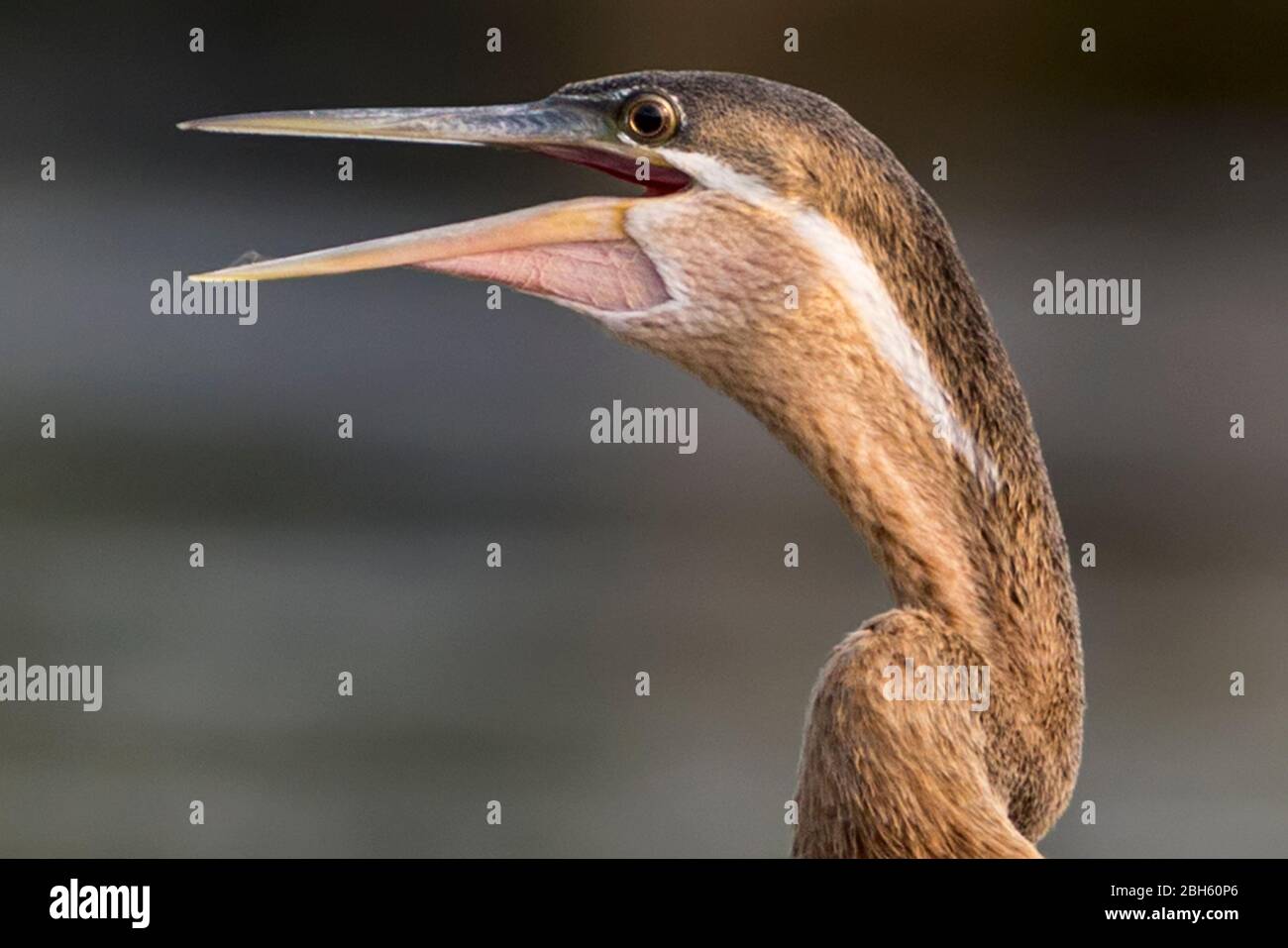 African Darter aka Anhingas, Snakebird, Anhinga melanogaster, keuchend, zum Abkühlen, Dämmerung, Kafue River, Kafue National Park, Sambia, Afrika Stockfoto