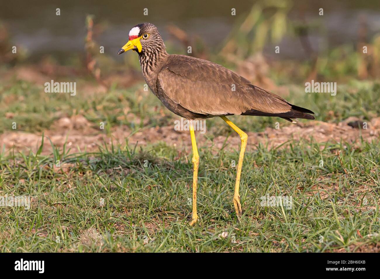 Afrikanisch-wattelter Kiebitz, Vanellus senegallus, alias Senegal, wattelter Kiebitz, Kafue River, Kafue National Park, Sambia, Afrika Stockfoto