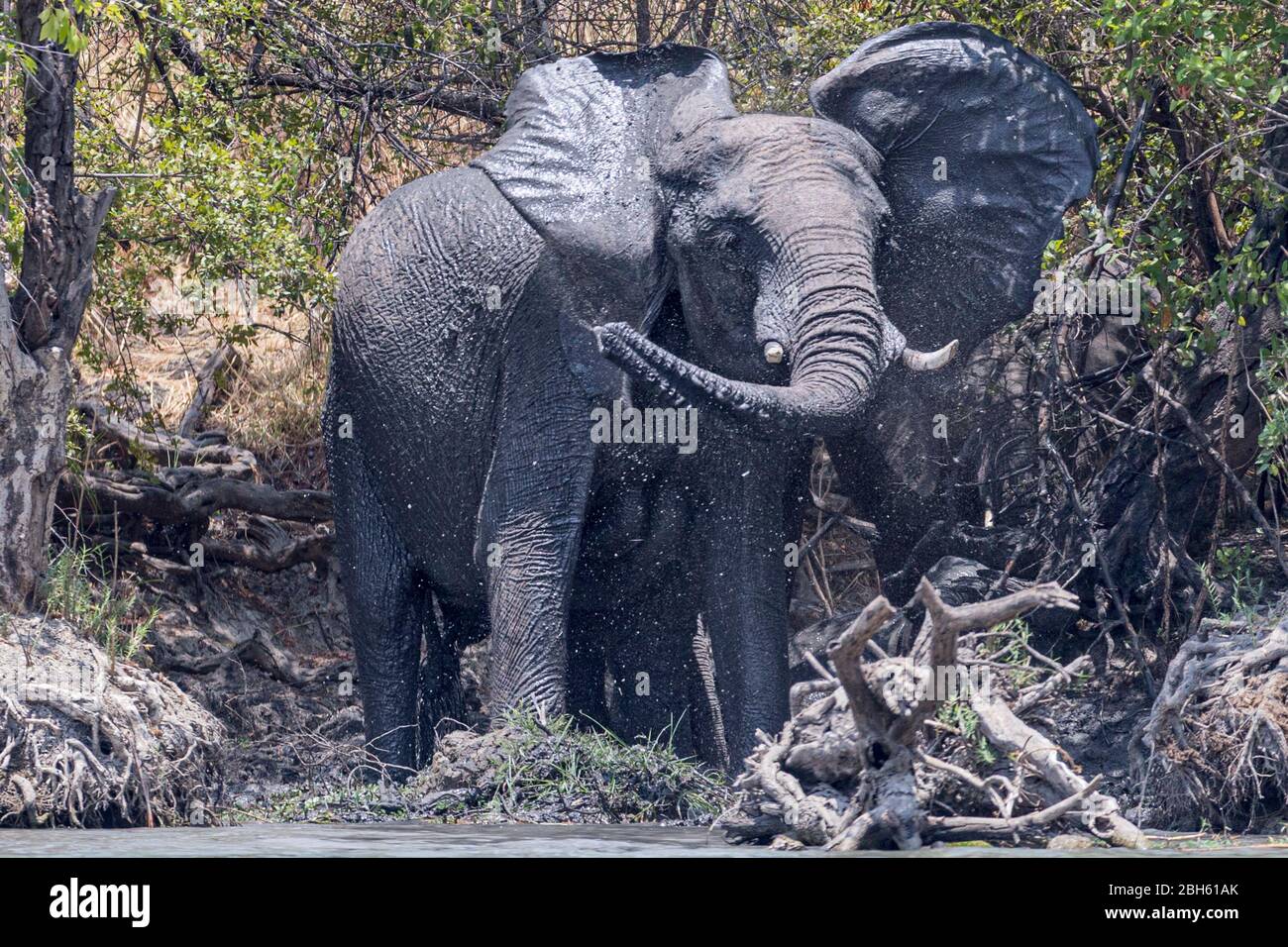 Stier Elefant, Waschen, Kafue River, Kafue National Park, Sambia, Afrika Stockfoto
