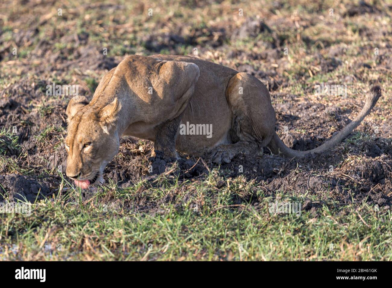 Löwin, Trinken, Dämmerung, Kafue River, Kafue National Park, Sambia, Afrika Stockfoto