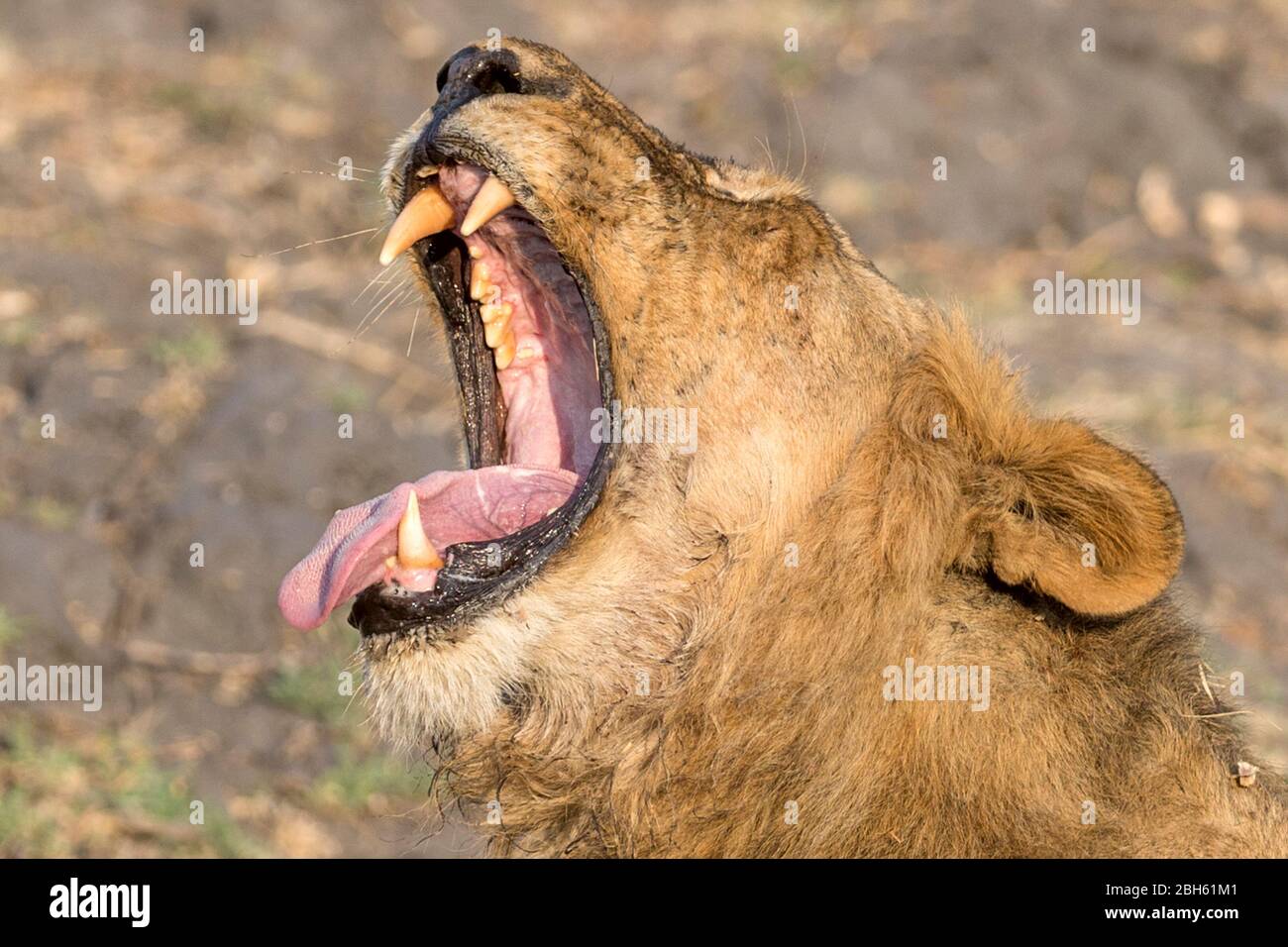 Junger Löwe Gähnen, Dämmerung, Kafue River, Kafue National Park, Sambia, Afrika Stockfoto