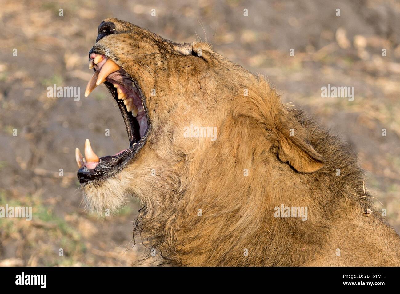 Junger Löwe Gähnen, Dämmerung, Kafue River, Kafue National Park, Sambia, Afrika Stockfoto