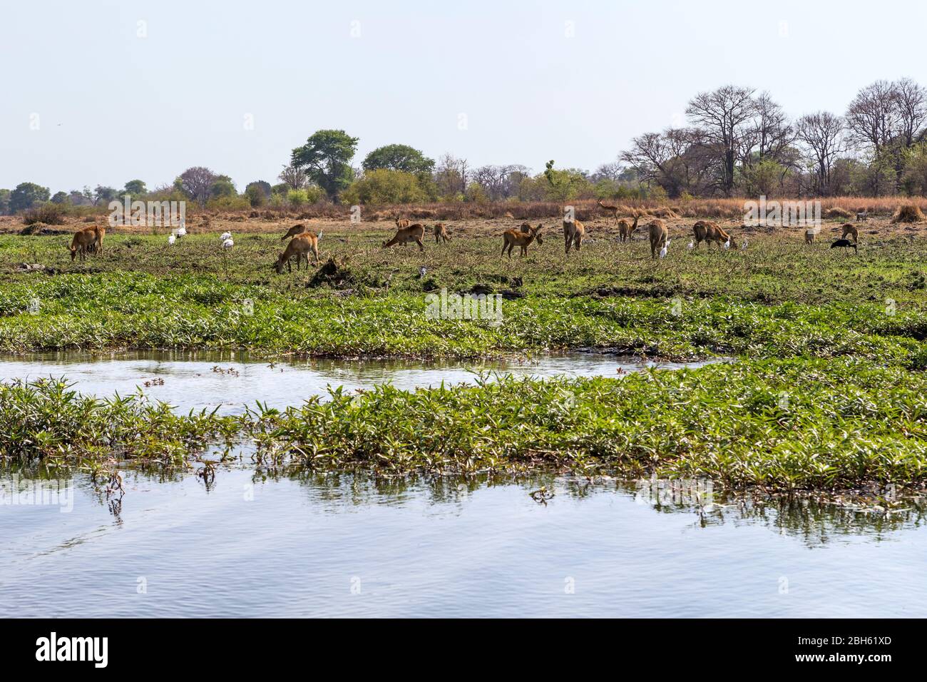 Landschaft mit Puku, Kafue River, Kafue National Park, Sambia, Afrika Stockfoto