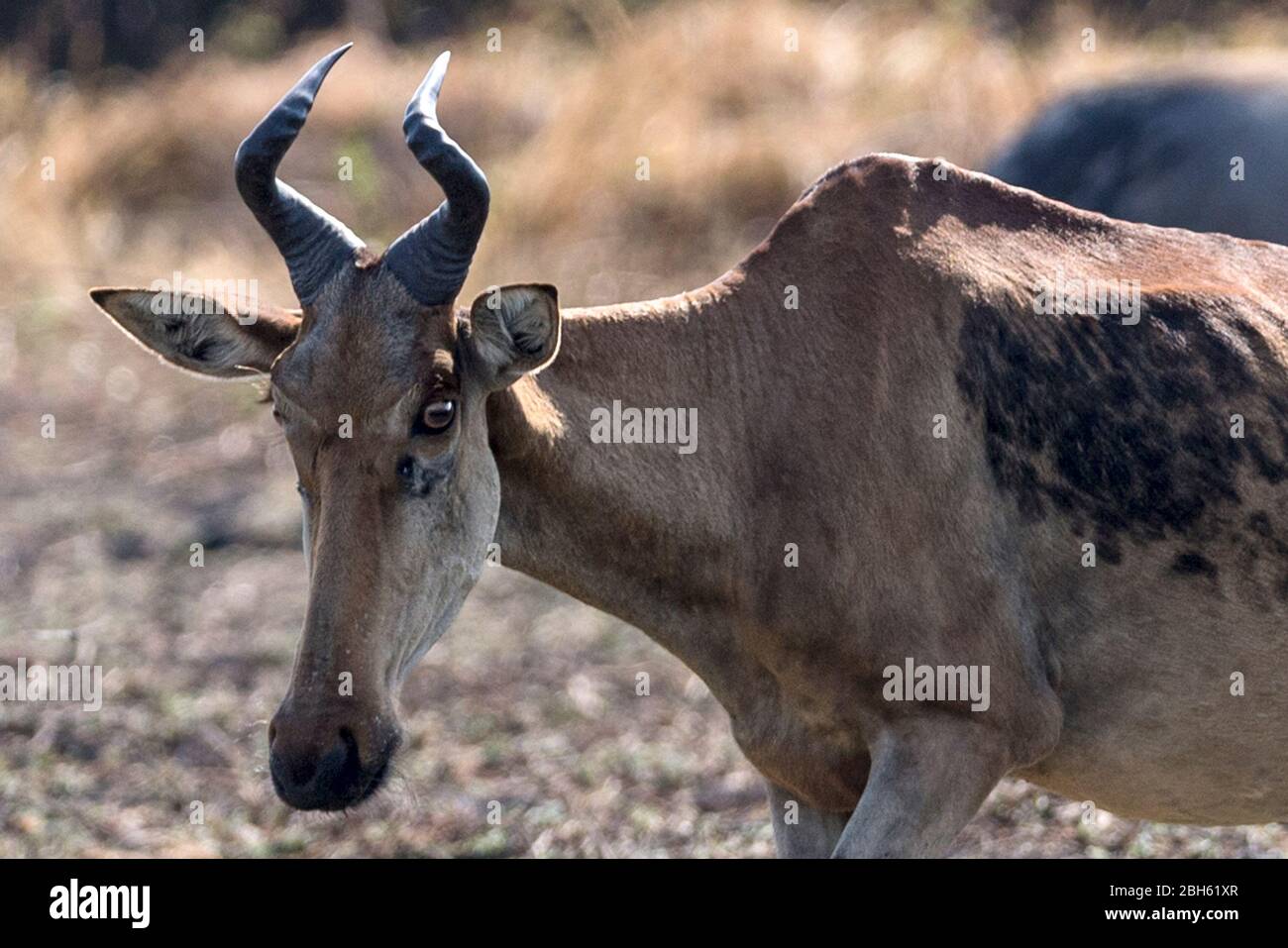 Lichtensteins Hartenbiest, Kafue River, Kafue National Park, Sambia, Afrika Stockfoto