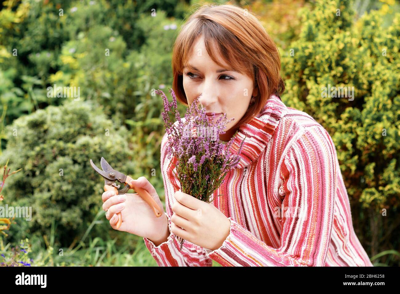 Attraktive Frau Schneiden Lavendel Pflanze Stockfoto