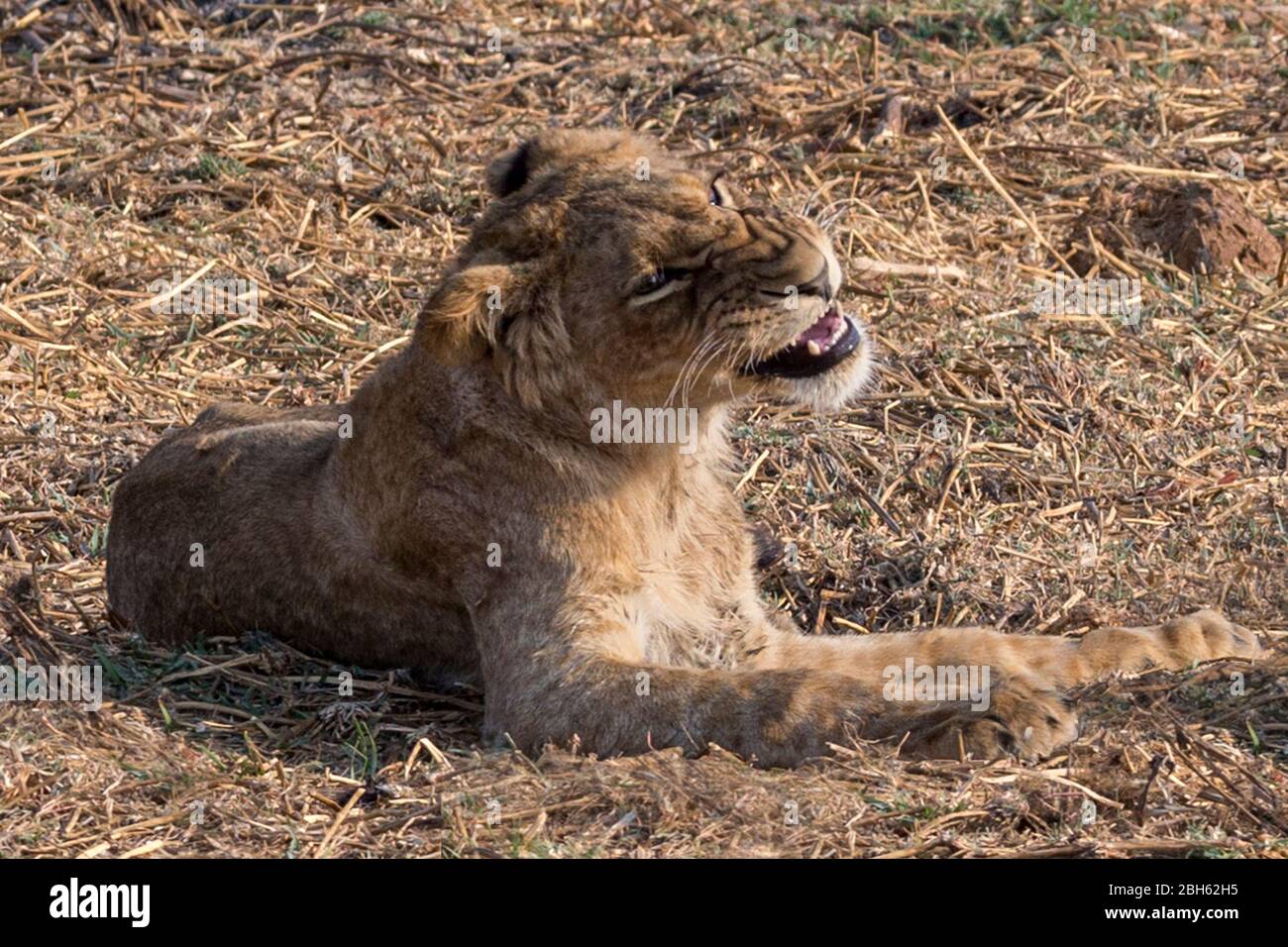Junger Löwe knurrend, Dämmerung, Kafue River, Kafue National Park, Sambia, Afrika Stockfoto