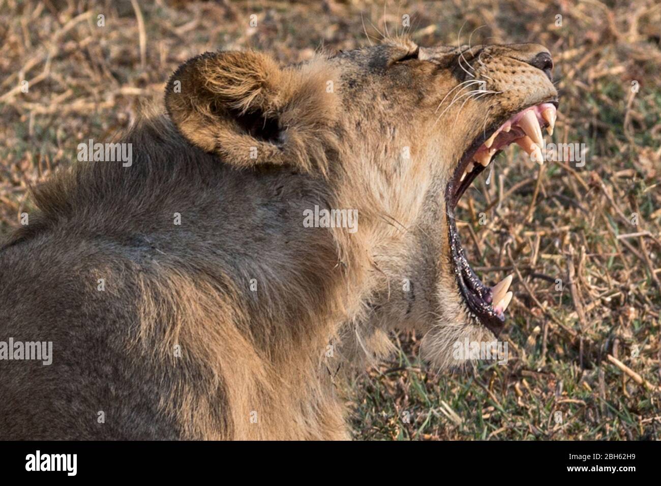 Junger Löwe gähnt, Dämmerung, Kafue River, Kafue National Park, Sambia, Afrika Stockfoto